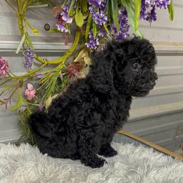 Emee Lou - Black female Poodle puppy in Elgin, South Carolina from Silver Bells Paw Prints