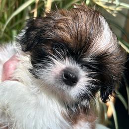 Bandit - Black and white male Shih Tzu puppy in Victorville, California from Precioustzus
