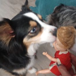 Australian Shepherd Puppies from Remy's BFF's (Best friends furever)