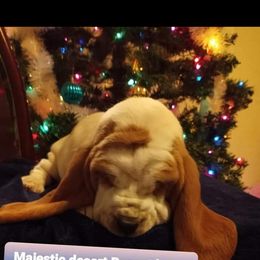 Basset Hound Puppies from Majestic Desert Basset Hounds