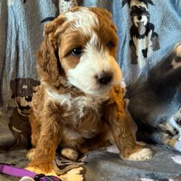 Ferrini - Red  female Goldendoodle puppy in Chino Valley, Arizona from Bass Creek Doodles