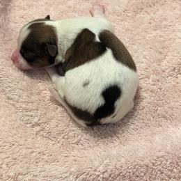 Ghost - Red white and sable female Papillon puppy in Joshua, Texas from Summertime Kennels