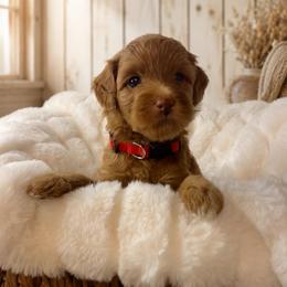 Sparkle - Red Collar - Apricot female Goldendoodle puppy in Huntsville, Alabama from Falcon Ridge Doodles