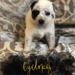 Australian Cattle Dog Puppies from Intermountain Australian Cattle Dogs
