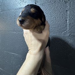 Mr Red - Black and tan male Airedale Terrier puppy in Mooresville, North Carolina from Farm 55