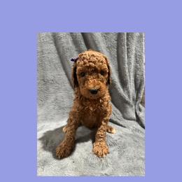 AKC  Standard poodle Tiana - Red  female Poodle puppy in Harrisburg, Arkansas from Ransone’s Ridge Runners Poodles and Doodles