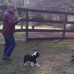 English Shepherd Puppies from Yellow Wolf Farm English Shepherds