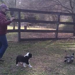 English Shepherd Puppies from Yellow Wolf Farm English Shepherds