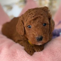 Frida - Red  female Goldendoodle puppy in Yuciapa, California from AlltheDoodlez_