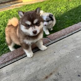 Uni - Red and white male Pomsky puppy in Orange County, California from Pomsky Playpen
