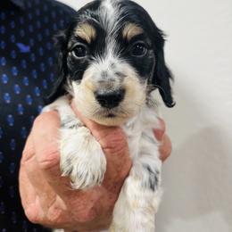 George - Piebald male Dachshund puppy in Altus, Oklahoma from Johnson Prairie Pups