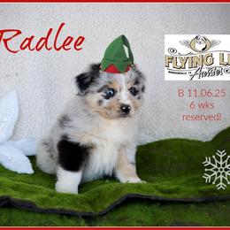 Radlee - Blue merle male Miniature Australian Shepherd puppy in Madisonville, Texas from Flying LL Aussies