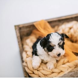 Aussiedoodle, Bernedoodle, and Goldendoodle Puppies from Desert Doodles