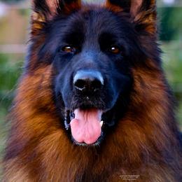 Asap - German Shepherd
