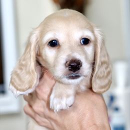 Boy 1 - male Dachshund puppy in Raleigh, North Carolina from McLovin Doxies