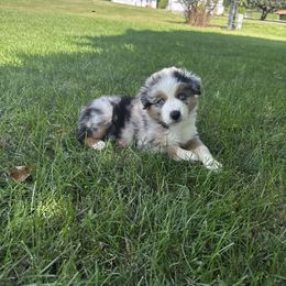 Bunker - Blue merle male Australian Shepherd puppy in Caro, Michigan from White Tail Australian Shepherds