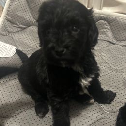 Oreo - Black female Goldendoodle puppy in Centralia, Missouri from Oodles Of Doodles Mo.