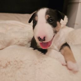 Kermit - Black tan and white male Miniature Bull Terrier puppy in Hollywood, Florida from Mini Bull Lane
