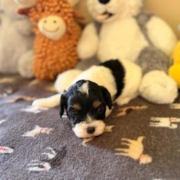 Cavapoo Aspen - Tri-color male Cavalier King Charles Spaniel puppy in Middletown, Ohio from CreekSong Farm Cavaliers
