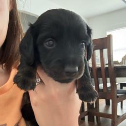 Slink - Black male Dachshund puppy in Eastland, Texas from Mavericks Mini Dachshunds