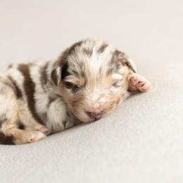Toffee - Red merle female Australian Shepherd puppy in Kathleen, Georgia from CM Farm