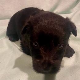 Birch (Orange) - Black male Scottish Terrier puppy in Jefferson, North Carolina from McGuire’s High Country Terriers