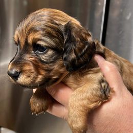 Dachshunds from Portier’s Mini Dachshunds