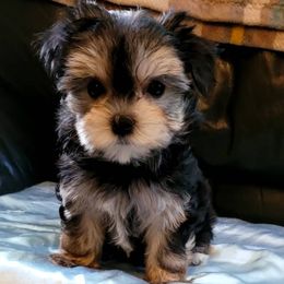 Maltese and Morkie Puppies from K and E Small Breed Puppies