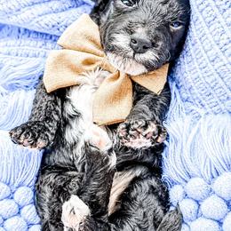 Bingo - Black and white male Bernedoodle puppy in Otisville, Michigan from Danie’s Darling Doodles LLC