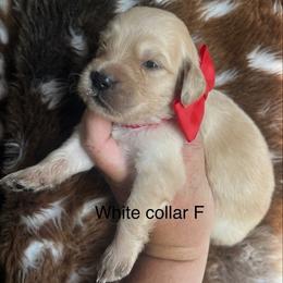 White collar - Golden female Golden Retriever puppy in Jesup, Georgia from Painted Platinum Retrievers (Painted Platinum Kennel) PPK