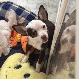 Nacho - Chocolate and white male Chihuahua puppy in Hasting, Florida from Fiesta Pups
