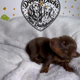 Truffle - Chocolate and tan female Dachshund puppy in Wytheville, Virginia from Dippin’ Dachs Mini Dachshunds