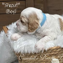 Boy 1 - Buff and white male Cockapoo puppy in Payson, Utah from Crandall’s Doodle Barn