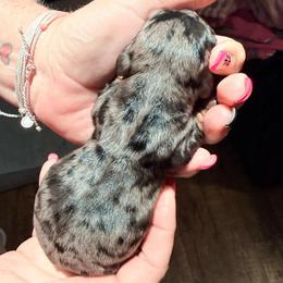Boy 1 - Dapple male Dachshund puppy in Pierson, Florida from Michelle’s Mini Dachshunds