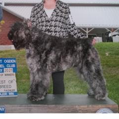 Tonka - Bouvier des Flandres