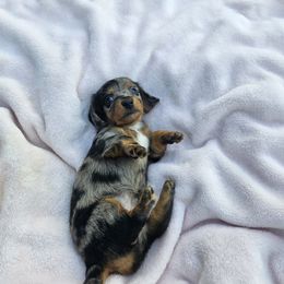 Sira - Dapple female Dachshund puppy in Ocala, Florida from Airam's Dachshunds