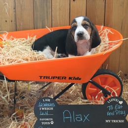 Alax - Black white and brown male Basset Hound puppy in Dover, Arkansas from S&S American Bassets