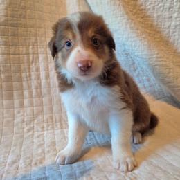 Justice - Tri-color male Border Collie puppy in Watsontown, Pennsylvania from Kate Gresham