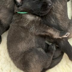 Leonberger Puppies from Yvain Leonbergers, LLC