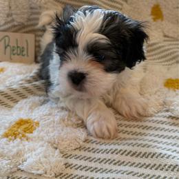 Rebel - Black and white male Shichon puppy in Newington, Connecticut from Burton Creek Puppies