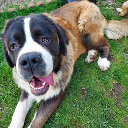 Rhipley - Saint Bernard