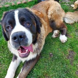 Rhipley - Saint Bernard