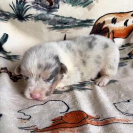 Creeper - Blue male Pembroke Welsh Corgi puppy in Hillsville, Virginia from Bonderosa Kennels