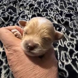 Lannister - Fawn male Chihuahua puppy in Seneca, Missouri from Stephanie’s Puppy Colony