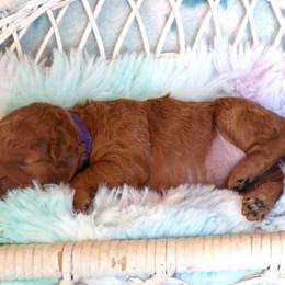 Mystic - Red  female Poodle puppy in Hurricane Mills, Tennessee from Scenic Hills Kennels