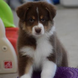 Jet - Red tri-color male Australian Shepherd puppy in Jameson, Missouri from Sky Creek