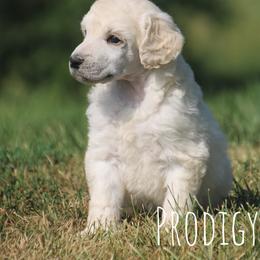 Muffin - Cream female Poodle puppy in Pella, Iowa from Prodigy Farms Therapy Dogs