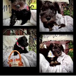 Miniature Schnauzer Puppies from Sophie’s Choice Puppies