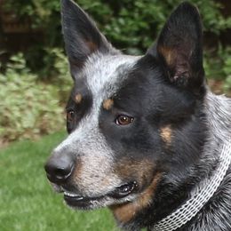 Kane - Australian Cattle Dog