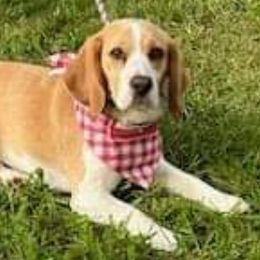 Tsula - Beagle